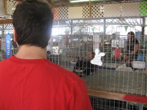 Image of bunny in cage