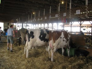 Cows in barn