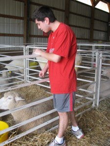 Clay petting sheep