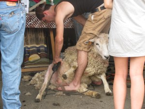 Sheep being sheared