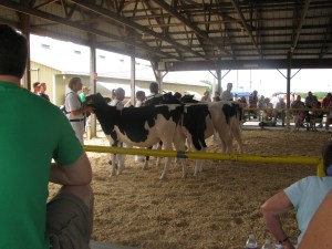 cows in show