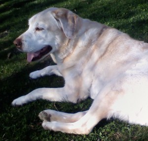 0401001645 Image of Maverick