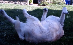 Maverick rolling on his back