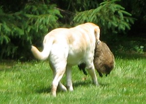 Maverick with a groundhog
