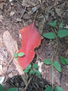 picture of red leaf