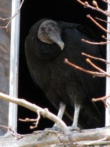 Picture of turkey vulture in window