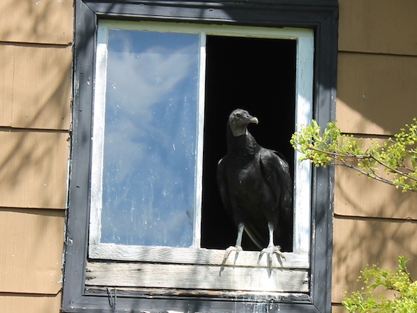 Vultureinwindow-600